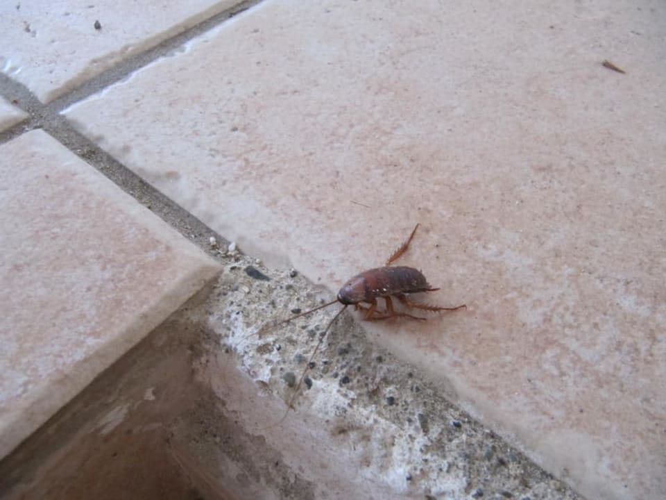 Kakerlake vor Zimmereingang Limanaki Beach Hotel