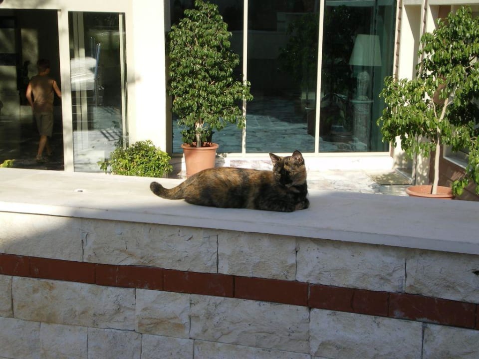 Katze Flecki Hotel Sirma