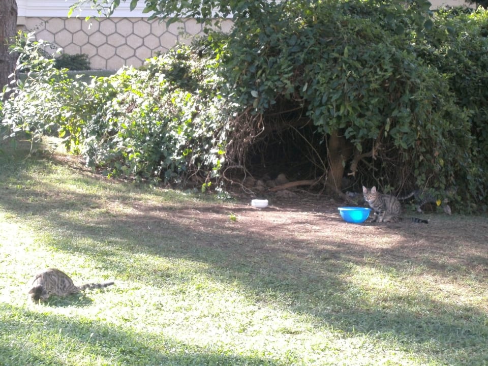 Katzen auf der Anlage Güral Premier Belek