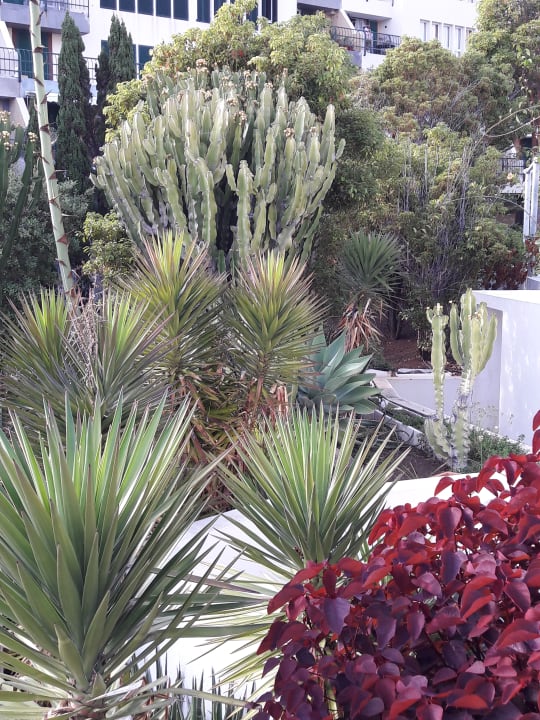 Gartenanlage Pestana Grand Ocean Resort