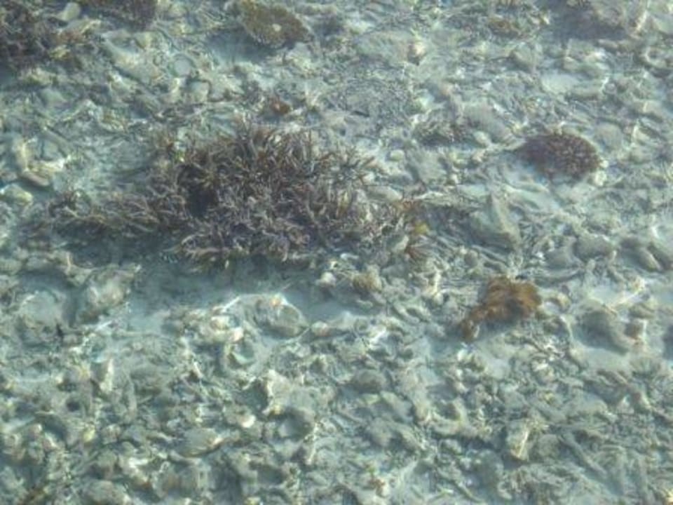 gaaanz klares Wasser Kuramathi Maldives