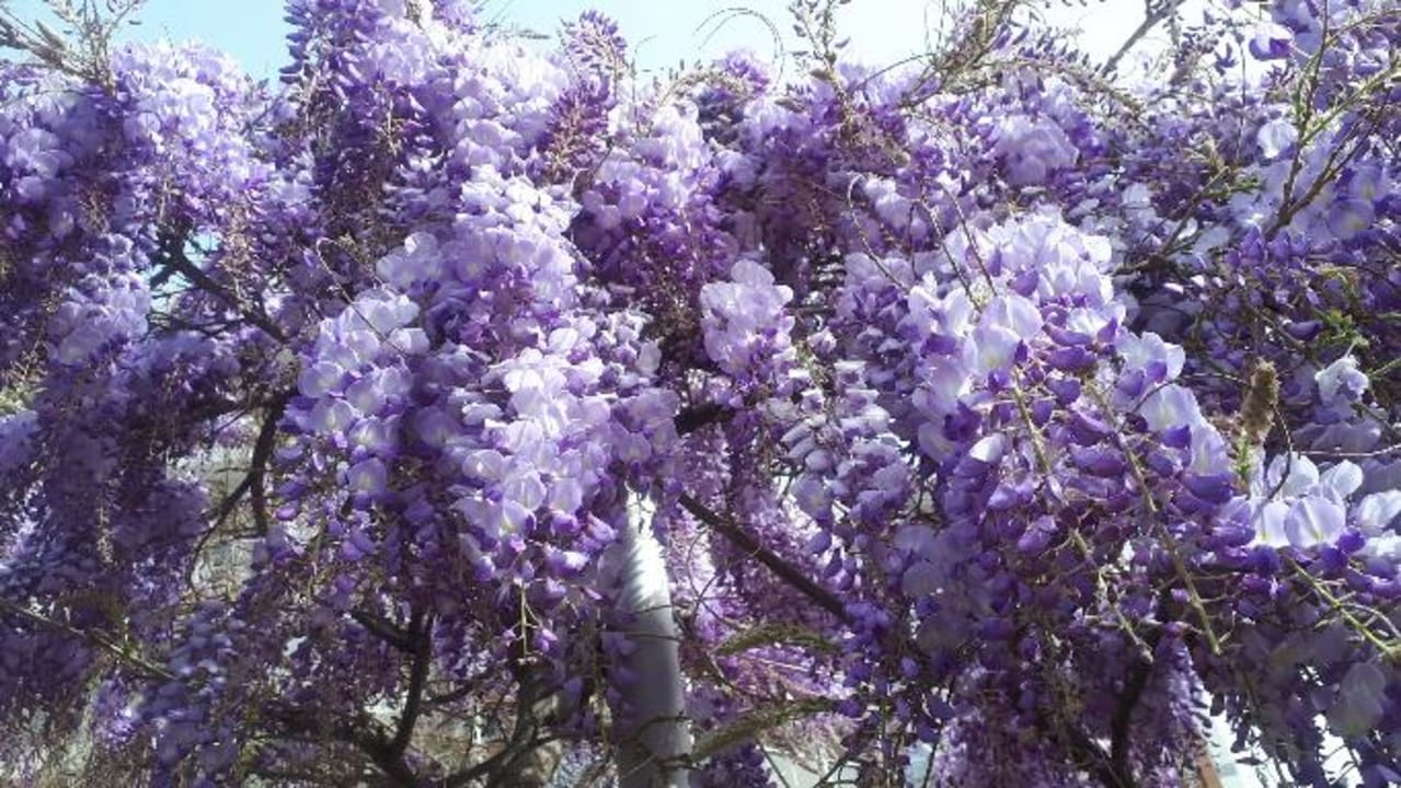 Außenansicht Gardenia Hotel