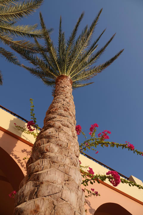 Gartenanlage Steigenberger Coraya Beach - Adults only