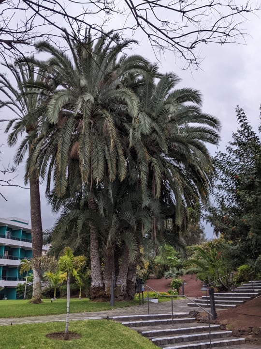 Gartenanlage TRH Taoro Garden