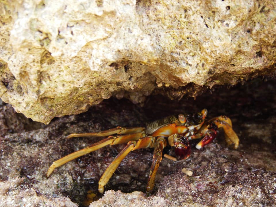Mister Krebs  Pickalbatros Citadel Resort