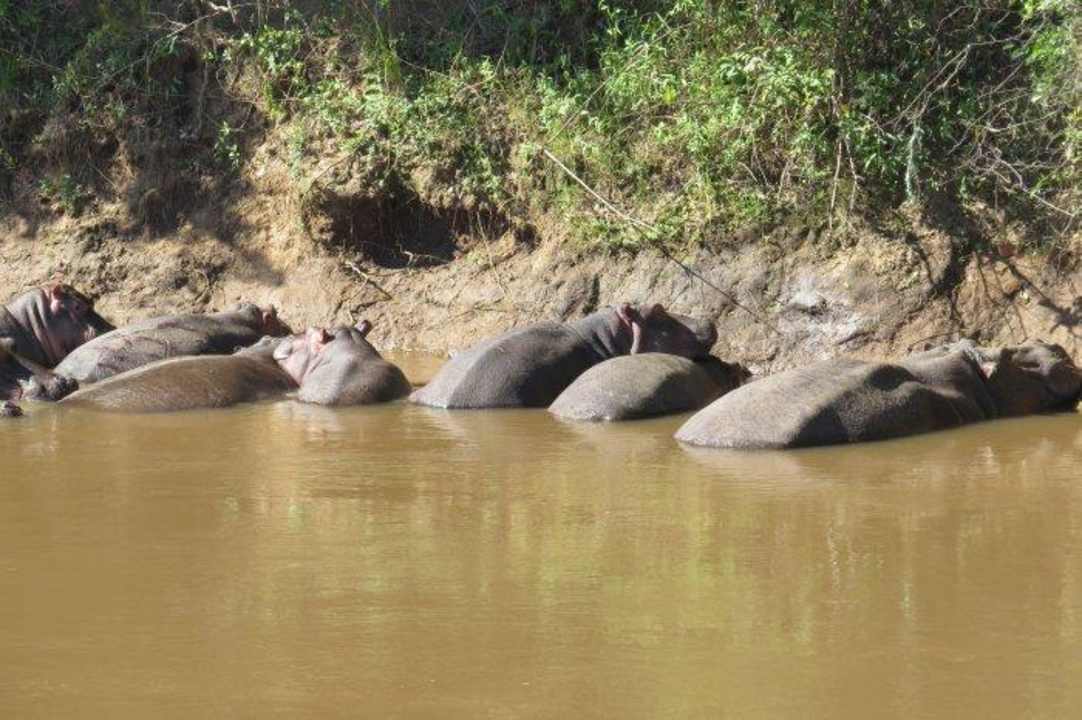 Blick auf die Hippos im Hippo Pool  Royal Mara Safari Lodge