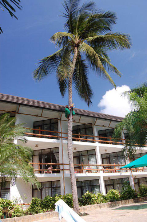 Gärtner auf der Palme Hotel Traveller's Club