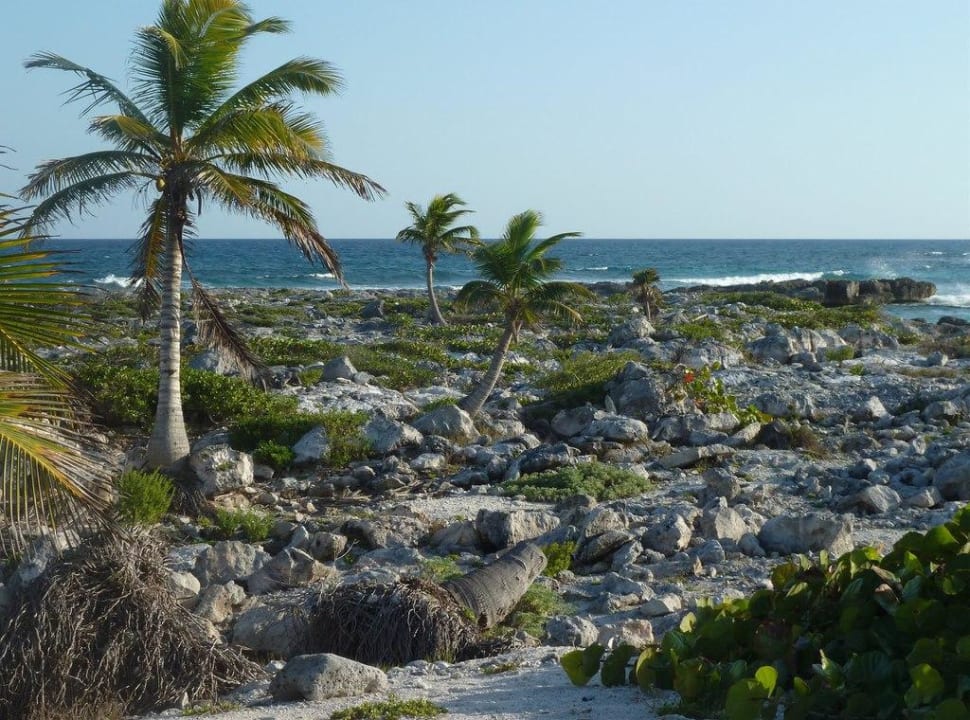 Ursprüngliche Natur Grand Sirenis Riviera Maya Resort & Spa