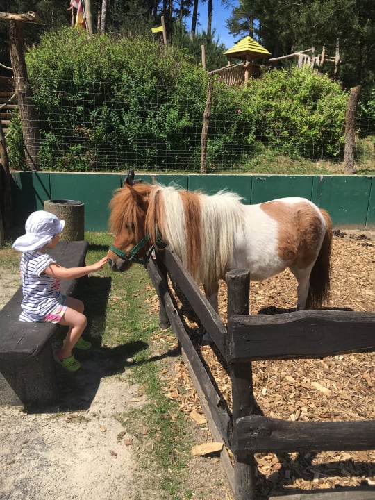 Auf Kuschelkurs mit Pony Familotel Borchard's Rookhus am See