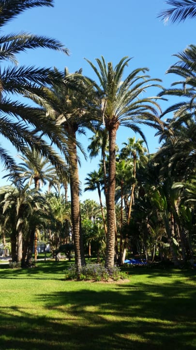 Gartenanlage Hotel Riu Palace Oasis