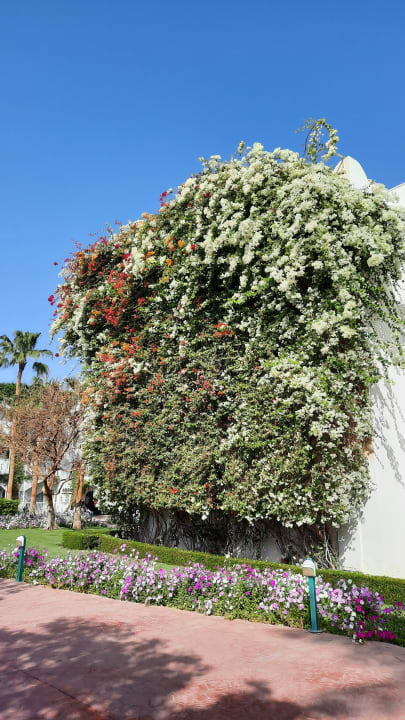 Gartenanlage Desert Rose