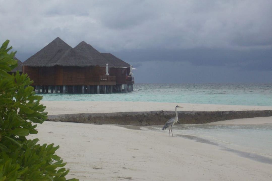 Unsere Nachbarin Baros Maldives Resort
