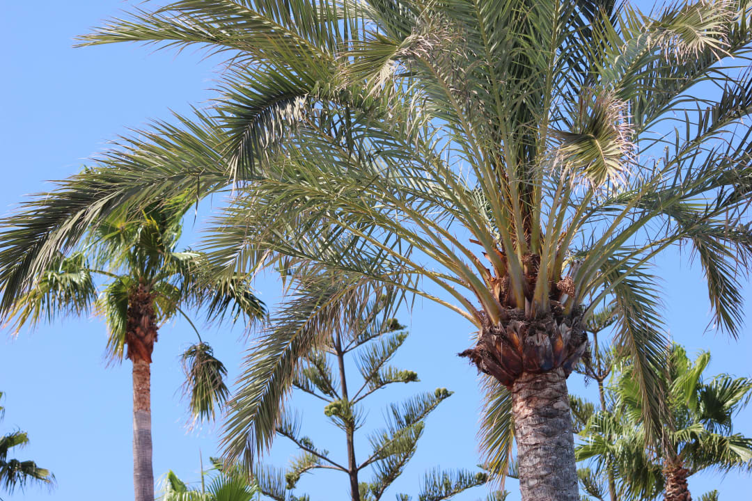 Palmen Playa Garden Selection Hotel & Spa