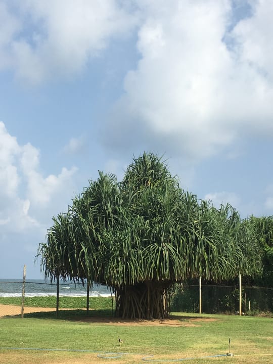 Gartenanlage Mermaid Hotel & Club