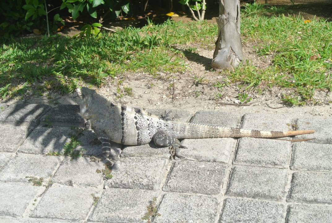 Leguan im Hotel Akumal Bay Beach & Wellness Resort
