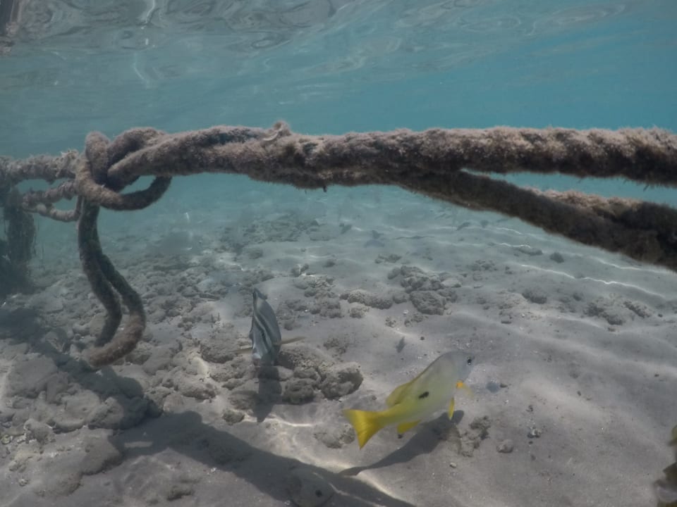 Strand Steigenberger Coraya Beach - Adults only