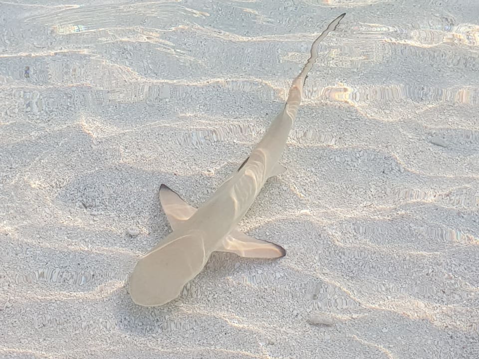 Strand Outrigger Maldives Maafushivaru Resort