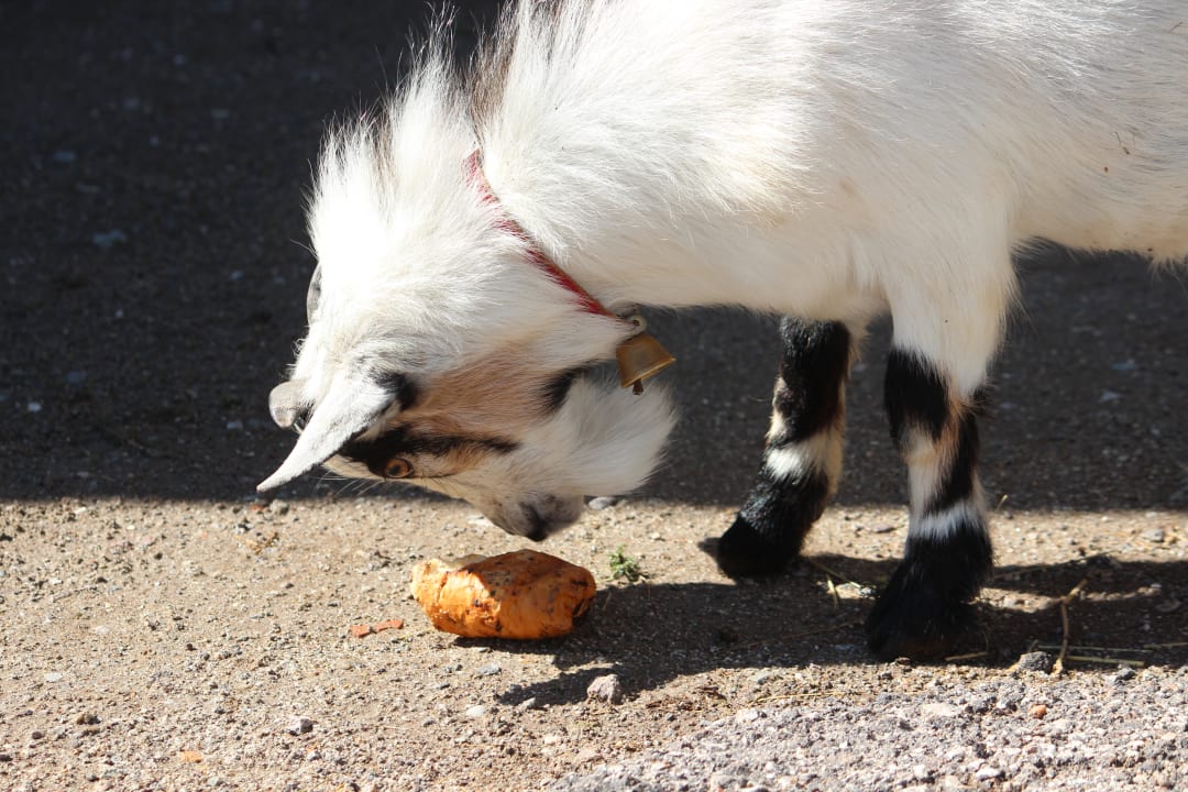 Sonstiges Bauernhof Neu-Schötzerhof