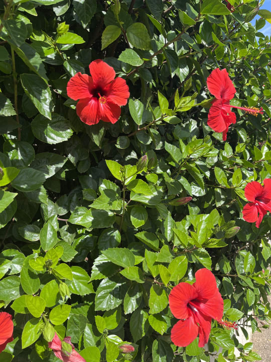 Gartenanlage Welikehotel Marfil Playa