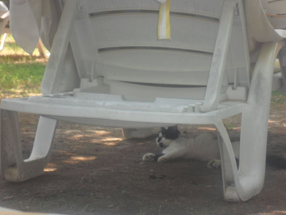 Katzen Hotel Gardenia Beach