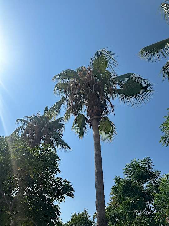 Strand Hotel Gardenia Beach