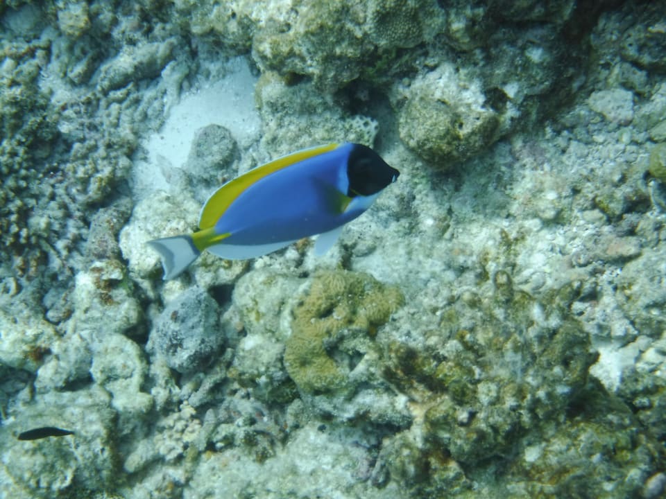 Fische Summer Island Maldives