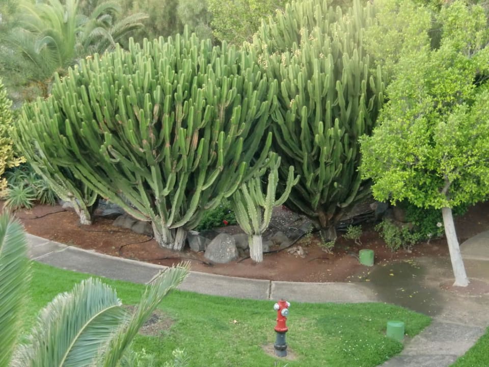 Garten allsun App.-Hotel Esquinzo Beach