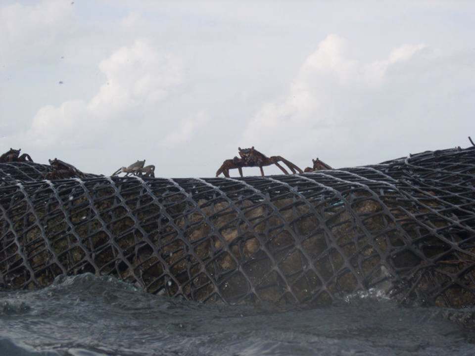 Krebse an der Lagunenseite Kuramathi Maldives