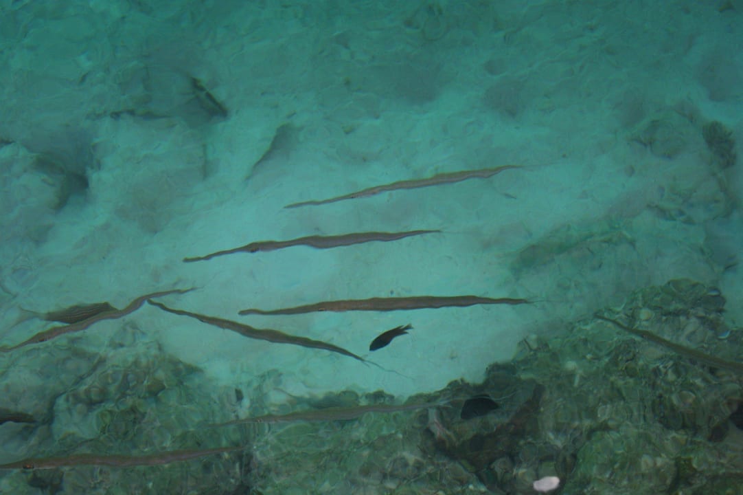 Flötenfische Summer Island Maldives