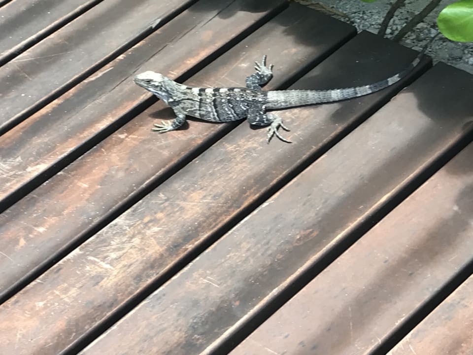 Gartenanlage Akumal Bay Beach & Wellness Resort