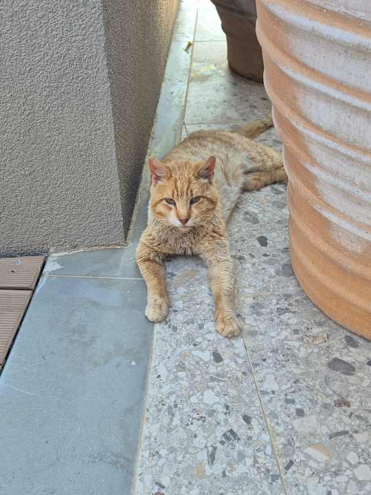 Gastro Portes Theros