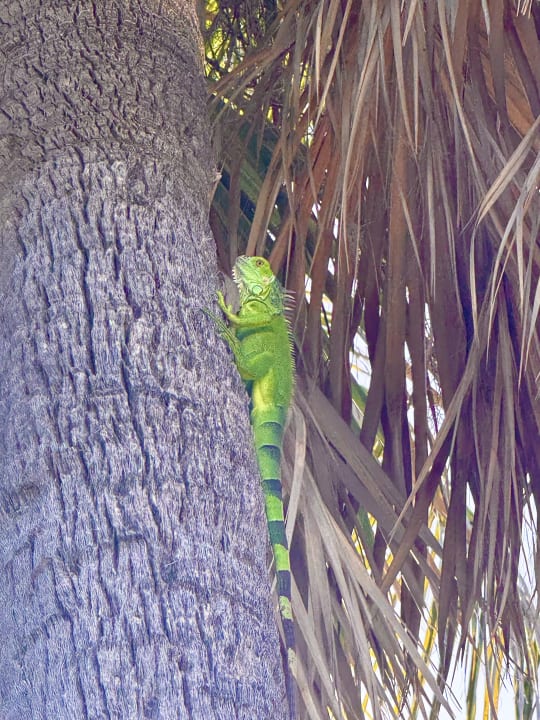 Gartenanlage Hotel Riu Plaza Miami Beach
