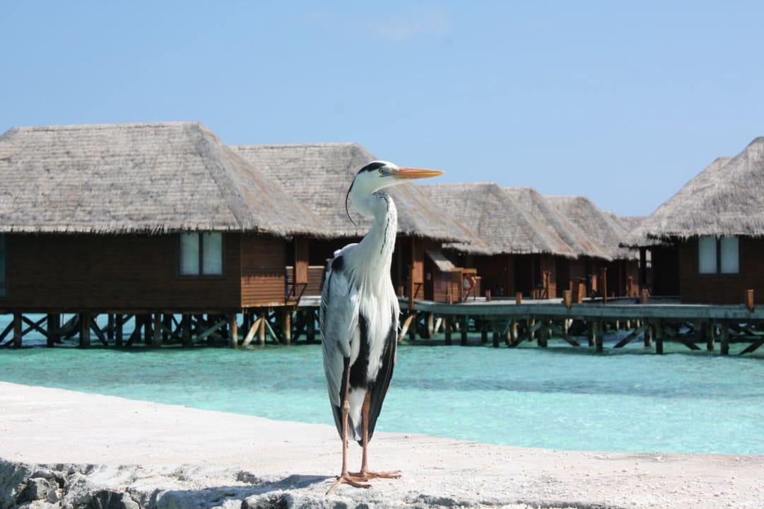 Heron Veligandu Maldives Resort Island