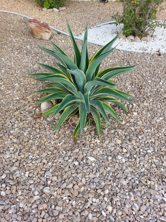 Gartenanlage Calimera Yati Beach