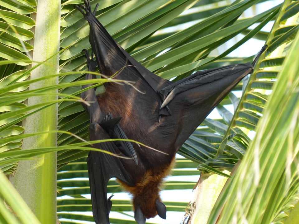 Flughund Meeru Maldives Resort Island