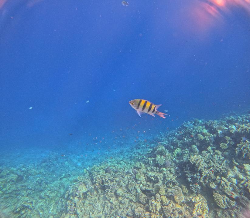 Strand Pickalbatros Sea World Resort - Marsa Alam
