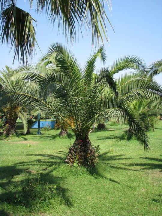 Hotelanlage Ali Bey Club