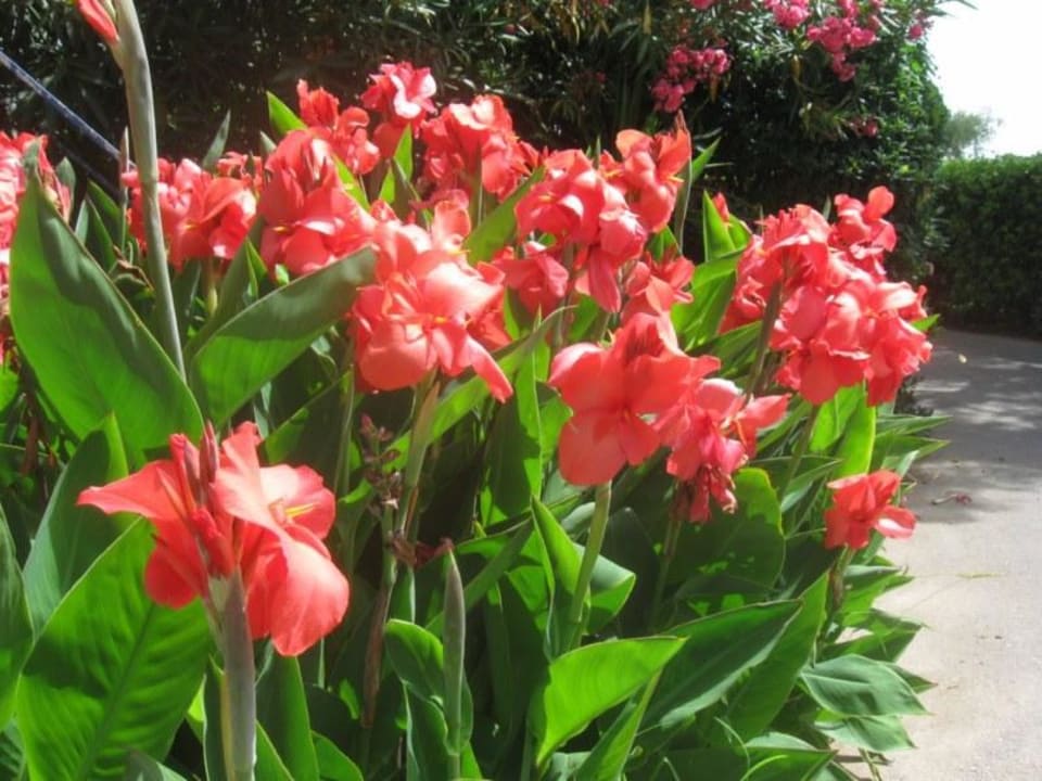 In der Gartenanlage Elea Beach Hotel