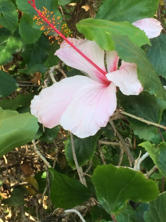 Gartenanlage Jaz Makadi Oasis Resort