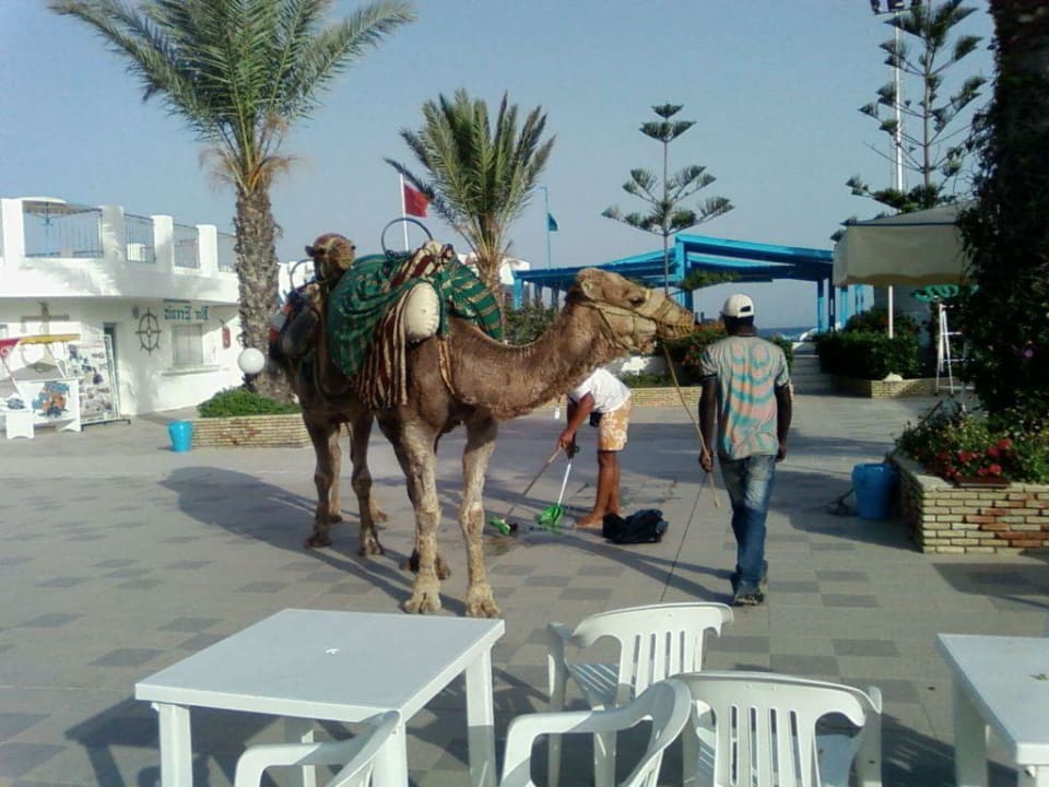 Kamel El Mouradi Club Kantaoui