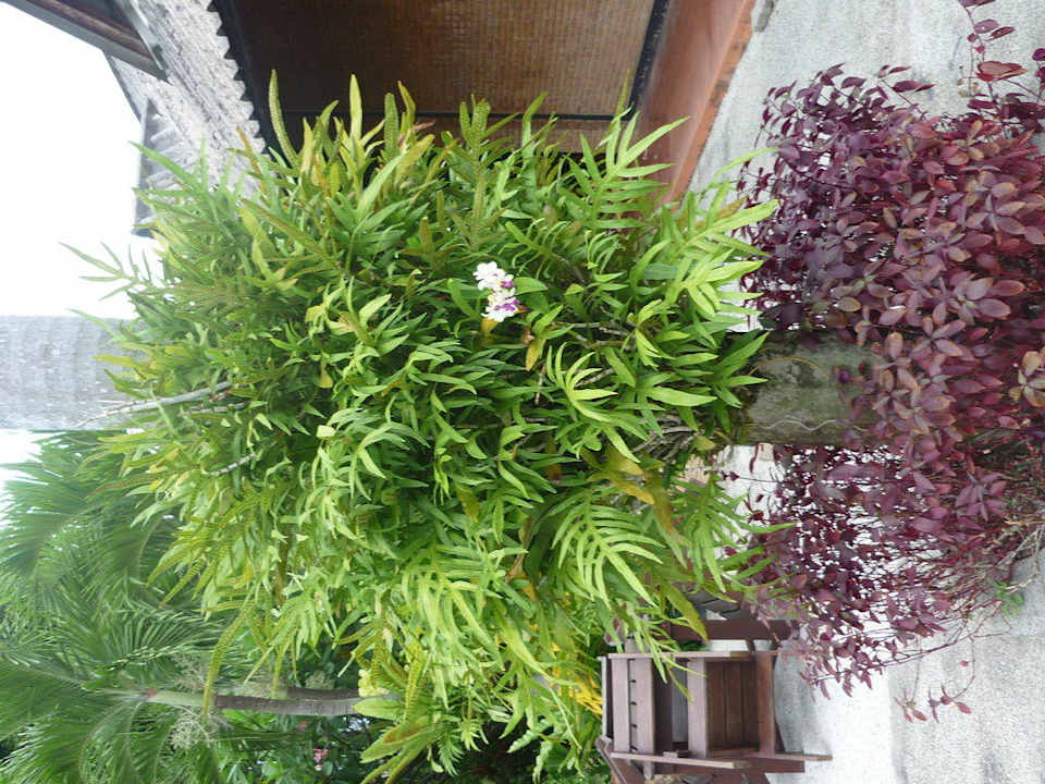 Liebevoll gepflegter Garten Hotel The Cottage