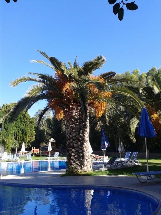 Blühende Palme am Pool Ekaterini Hotel