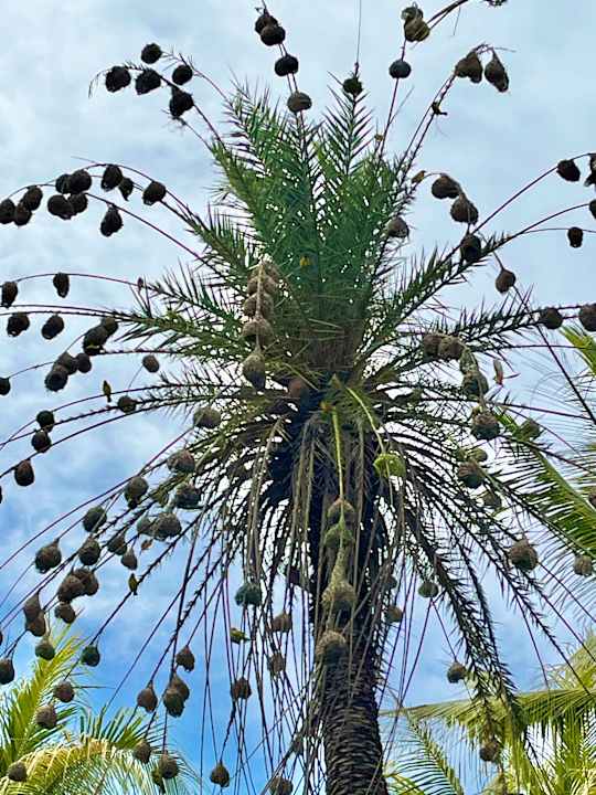 Gartenanlage Lagoon Attitude - Adults only