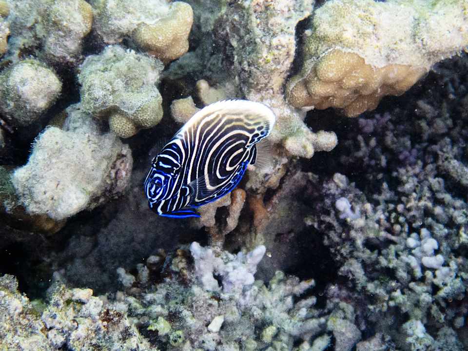 Strand Swisstouch Oriental Resort Marsa Alam