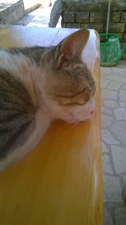 Zweite liebe Katze beim Appartement Apartments Anita