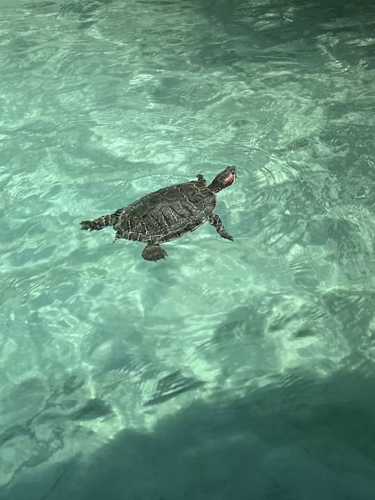 Sport & Freizeit Kiani Beach Resort Family All Inclusive