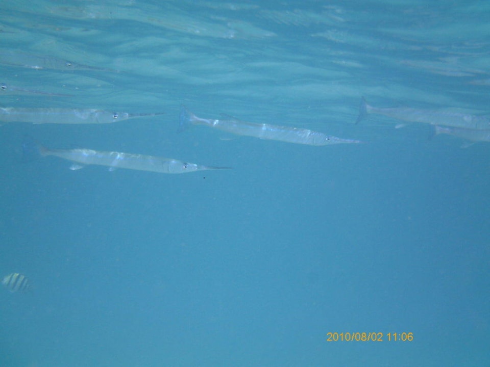 Fische Hotel Bubu Long Beach Resort