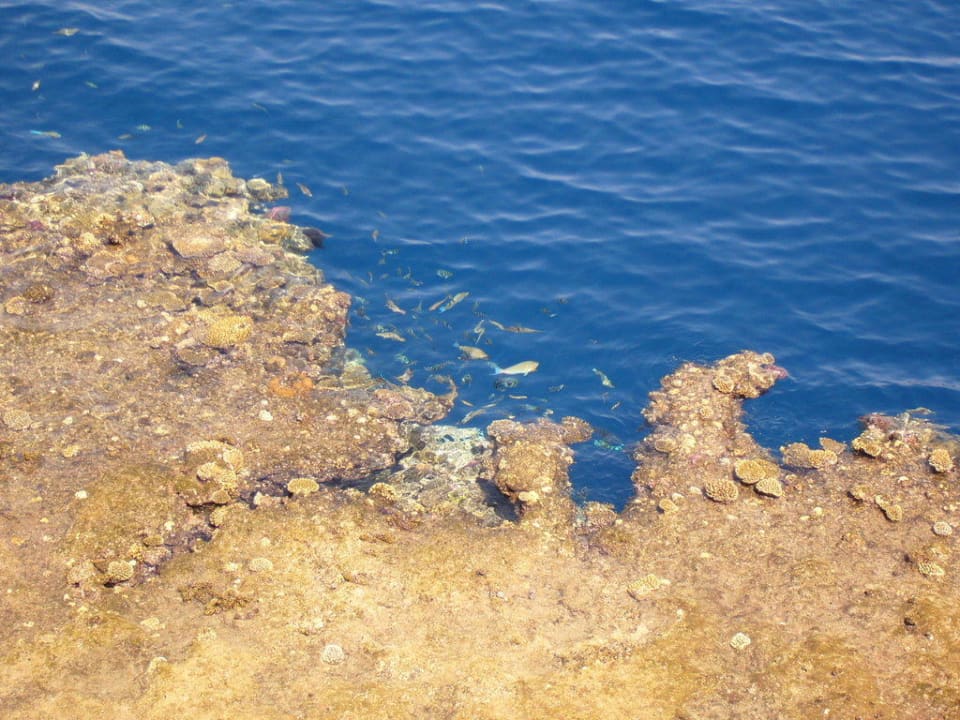 Viele Fischarten am Hausriff The Grand Hotel Sharm El Sheikh