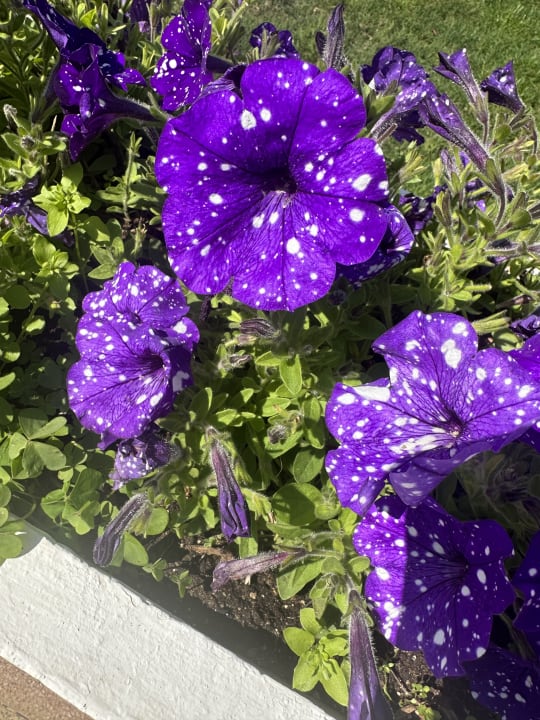 Gartenanlage Belek Beach Resort Hotel