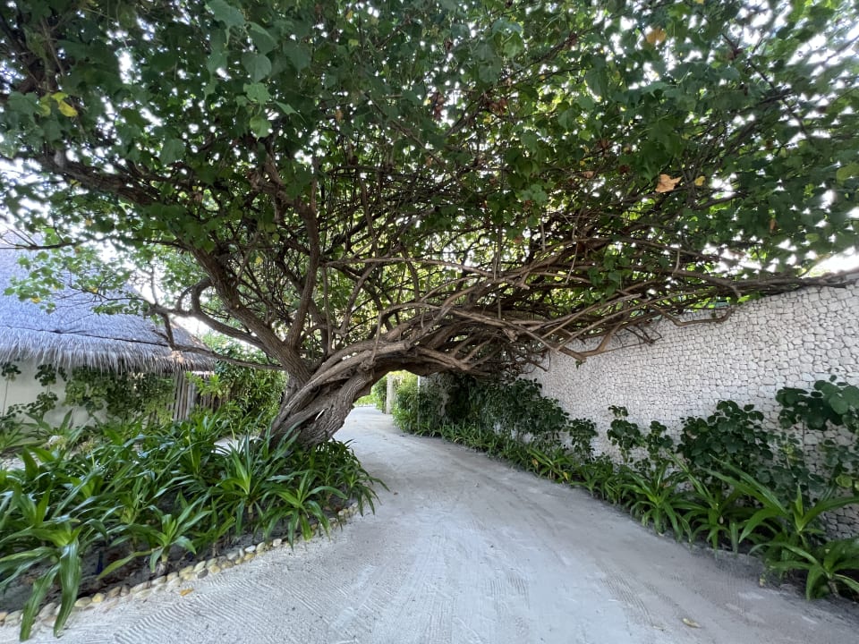 Gartenanlage Constance Halaveli Maldives
